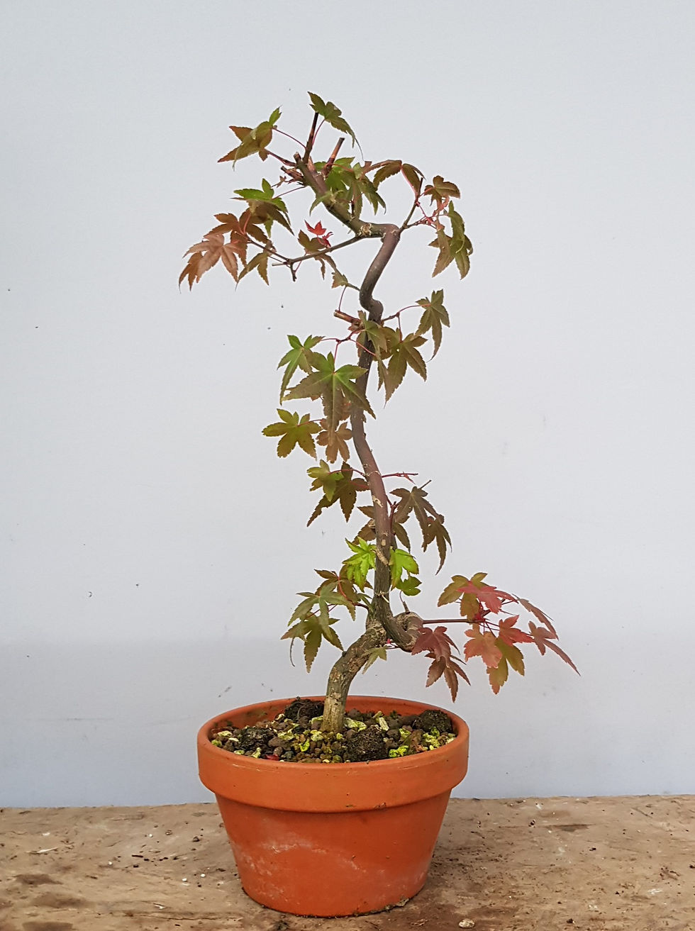 Thumbnail: Acer palmatum Japanese maple pre-bonsai