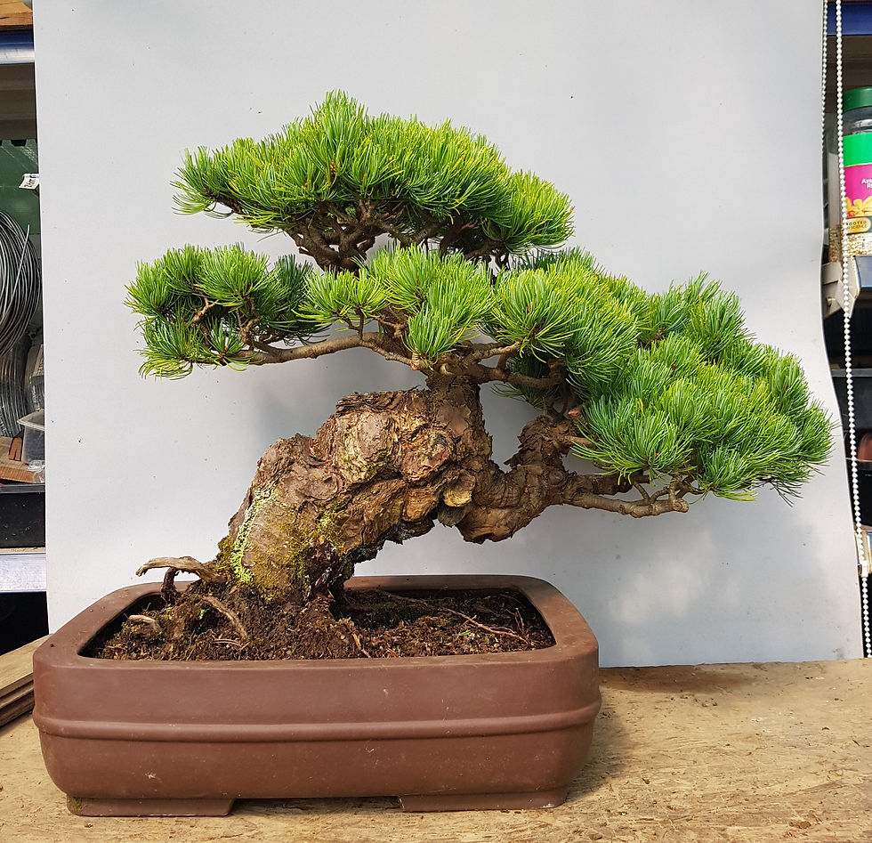 Thumbnail: Miyajima Japanese White Pine