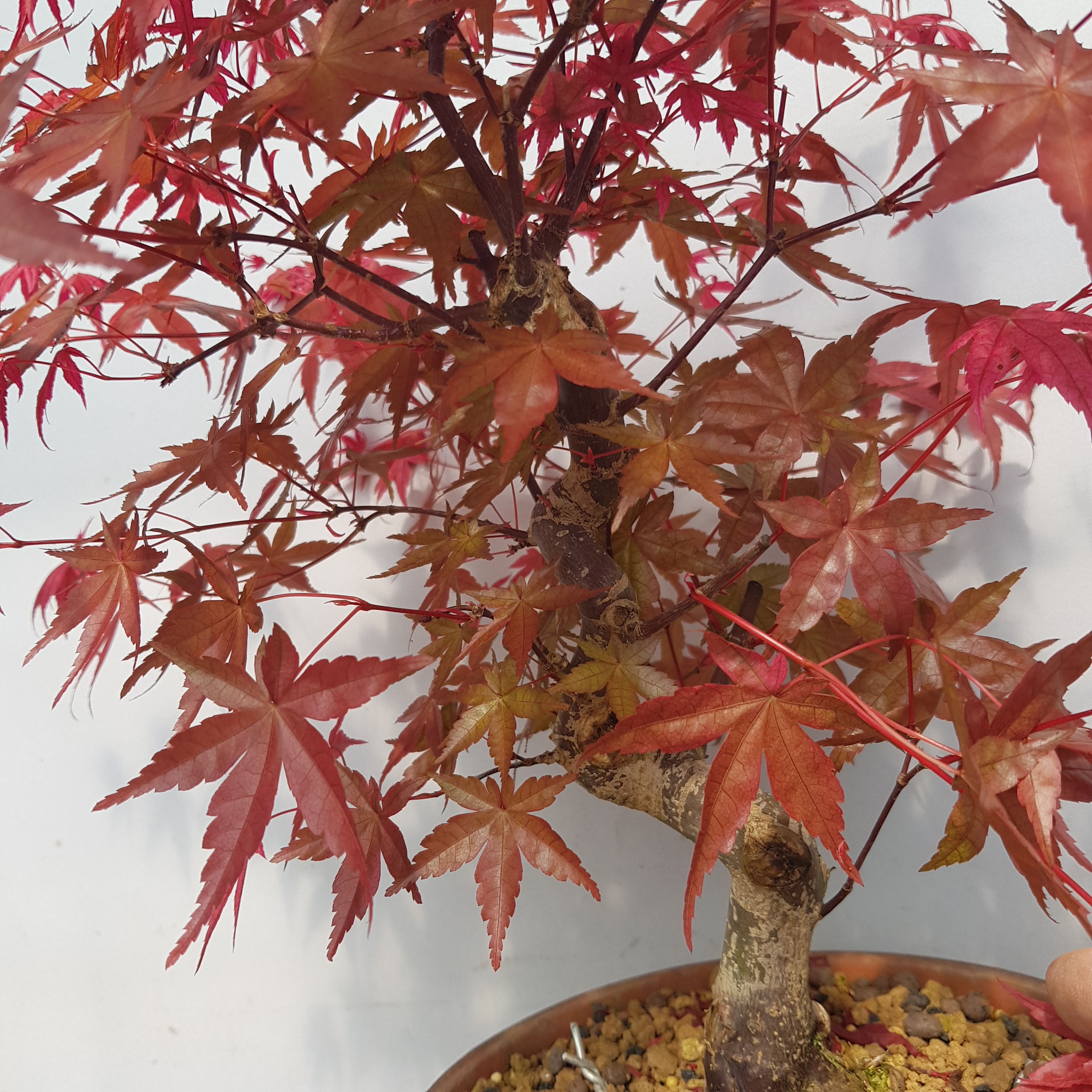 Deshojo Maple (#APD14.01)