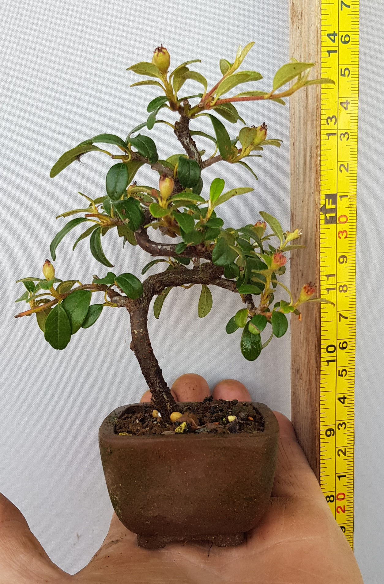 mame cotoneaster bonsai
