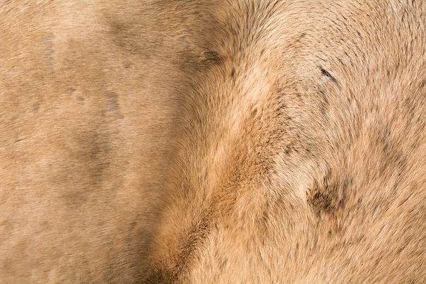horse fur texture-02.jpeg