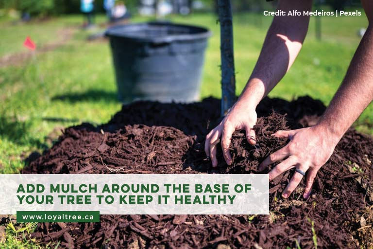 Add mulch around the base of your tree to keep it healthy