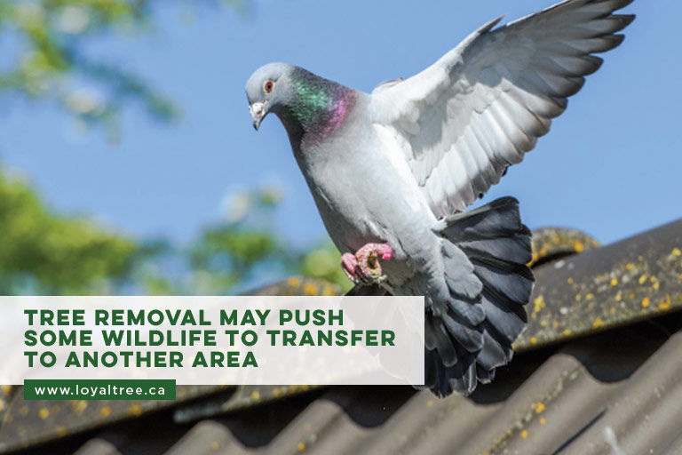 Tree removal may push some wildlife to transfer to another area