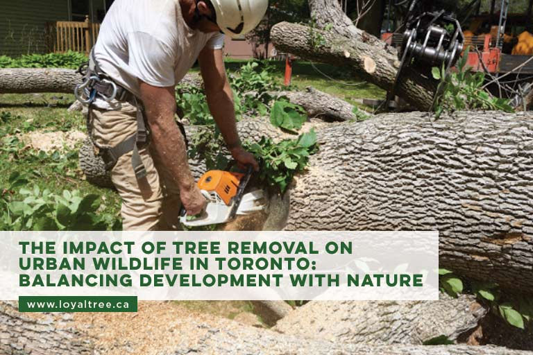 The Impact of Tree Removal on Urban Wildlife in Toronto: Balancing Development with Nature