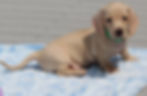 ADOPTED!