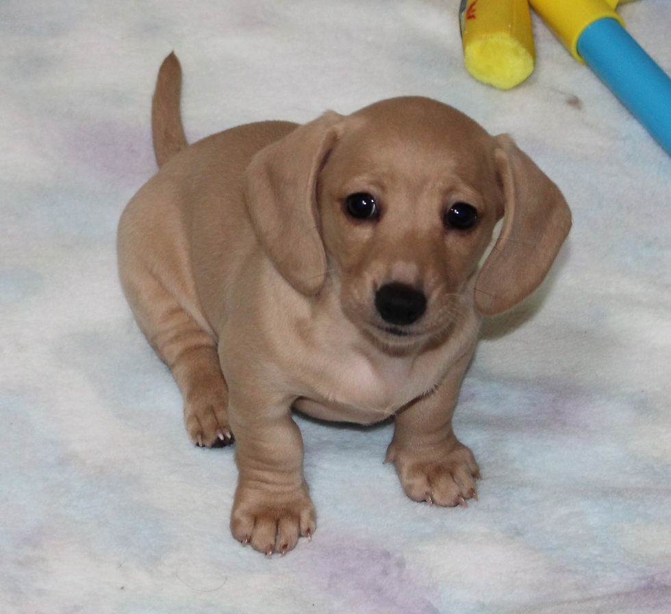 Bon Bon...ADOPTED!