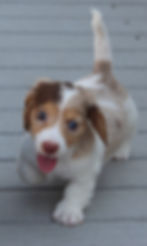 ADOPTED!
