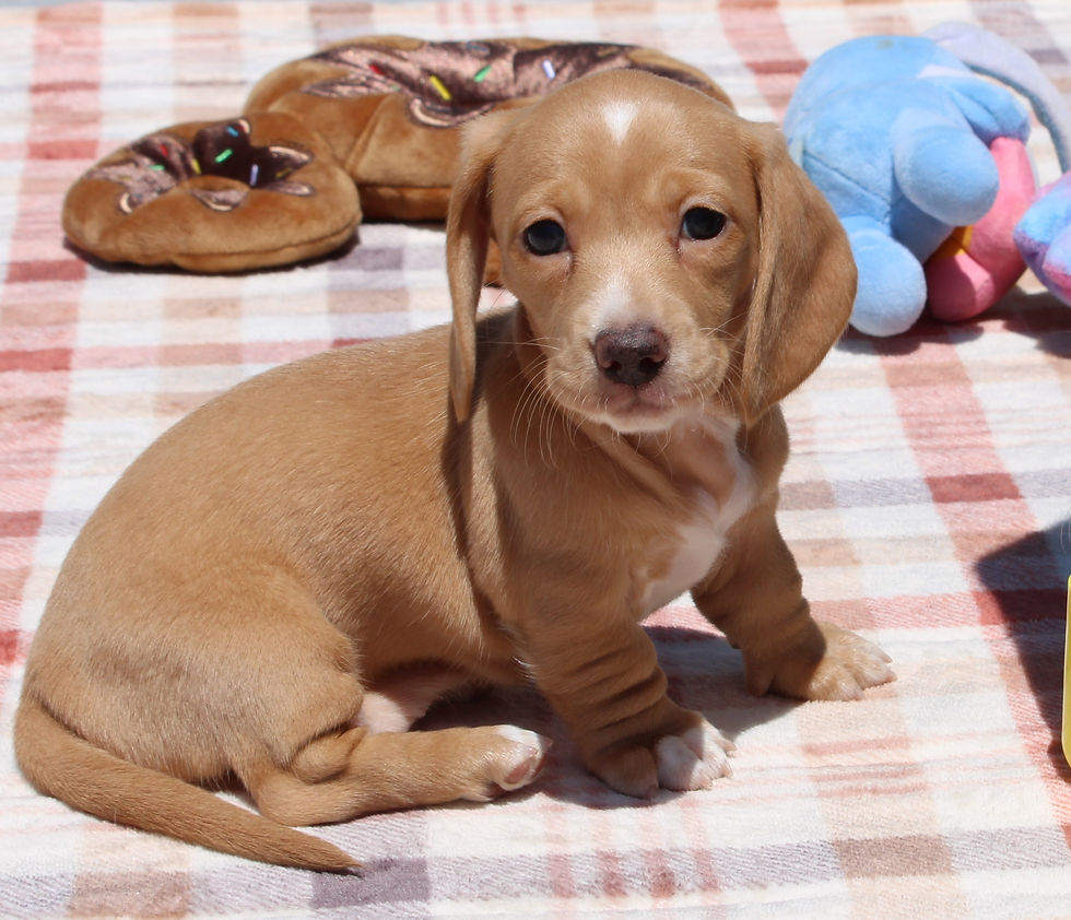 Jessie...ADOPTED!