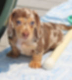 ADOPTED!