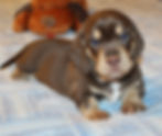 Oliver...ADOPTED!