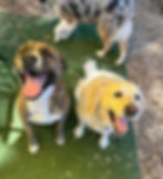499663349_1242042971254466_8680004461155225530_n_edited