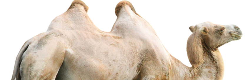 Camel