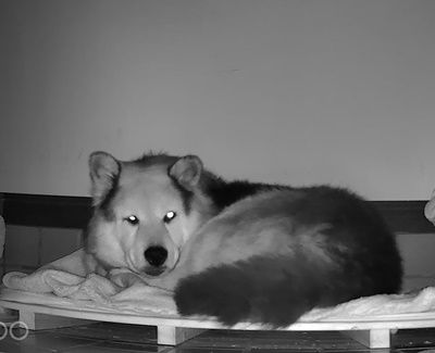 クロードが吠える理由