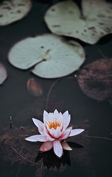 AyurvedaStudio-1000x1500-lotus_edited.jpg