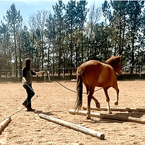 Head trainer lunging a horse over poles
