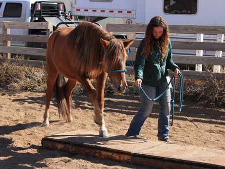 Learning Theory: How Horses Learn