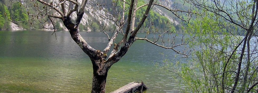 Arbre au bord du lac
