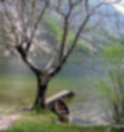 Peaceful Lake View