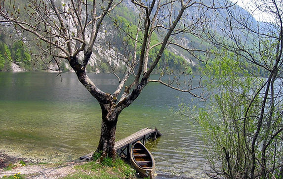 Tree by Lake