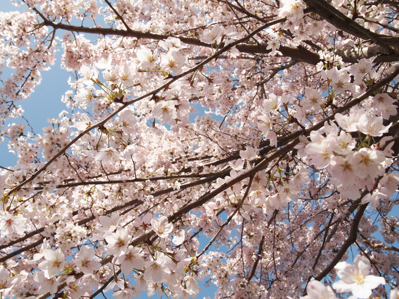 2016年 吉助の桜