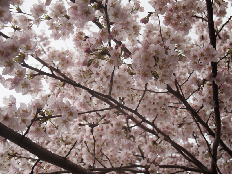 2016年 吉助の桜