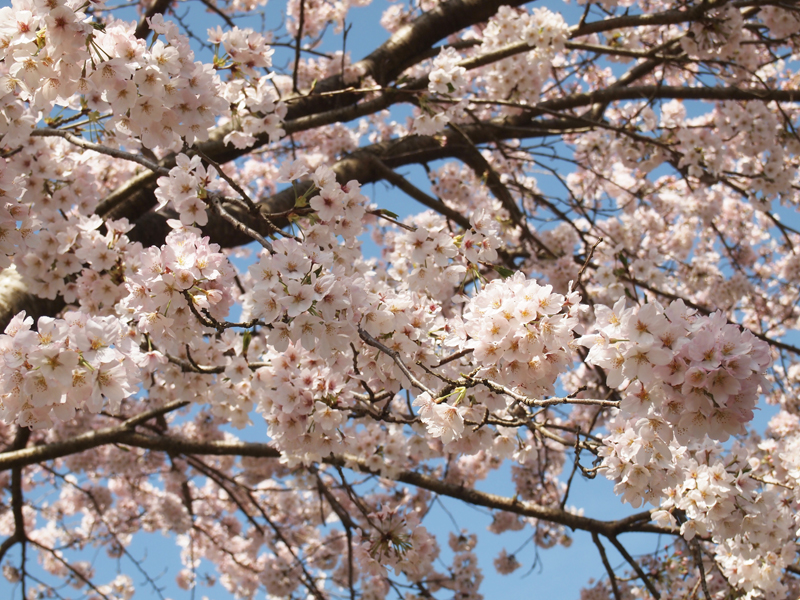2016年 吉助の桜
