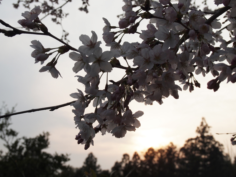 2016年 吉助の桜