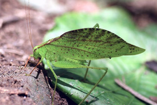 10. Châu chấu lá (Tettigoniidae)