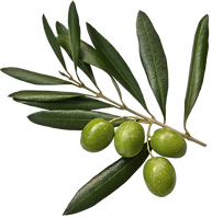 Olives_edited.png