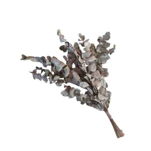 Eucalipto decoração