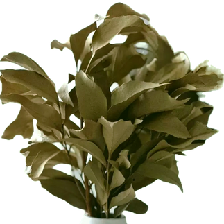 Buque folhas desidratadas