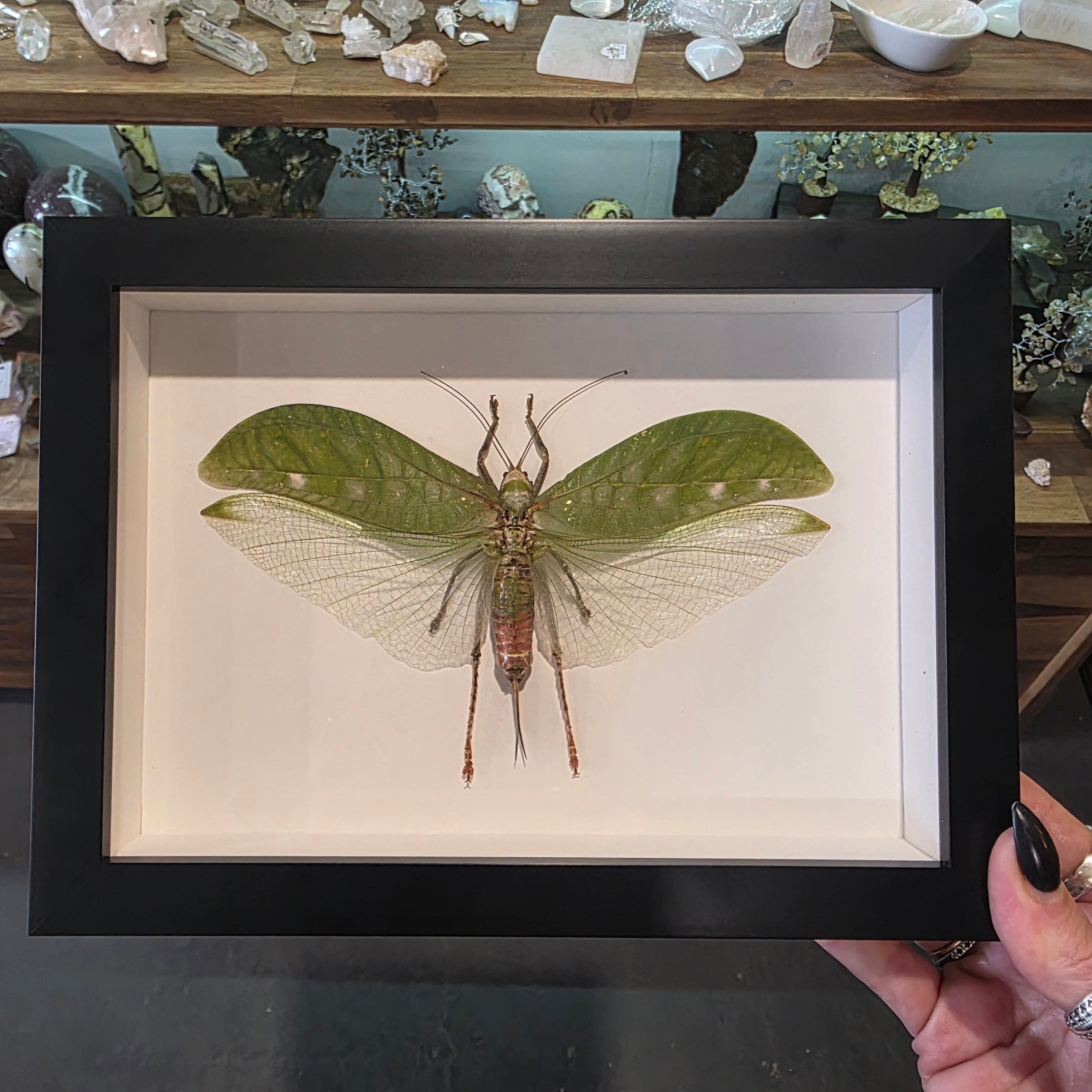 Giant False Leaf Katydid (Pseudophyllus titan) 6x8" frame