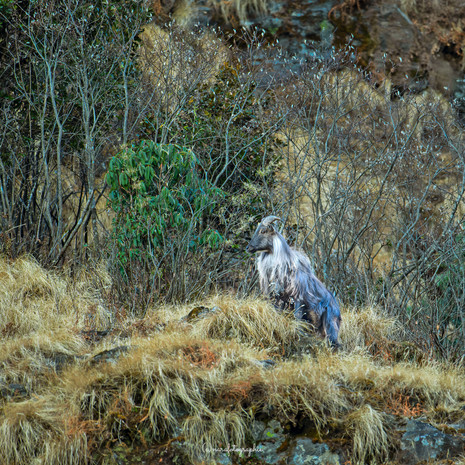 Himalayan Thar