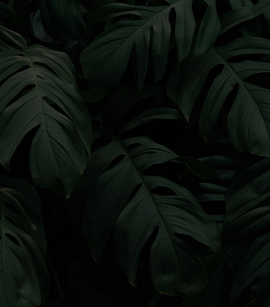 VINILO.PLANTAS copia.jpg