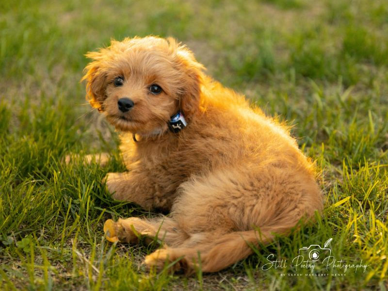 cute cavapoo puppy looking at the camera with the sunshine behind her