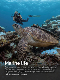 Diver photographing a turtle at Six Senses Laamu (Laamu Atoll, Maldives)