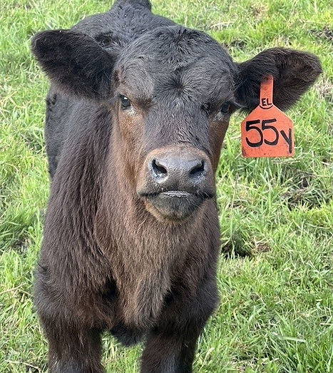 baby 55.jpg