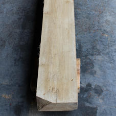 Poplar