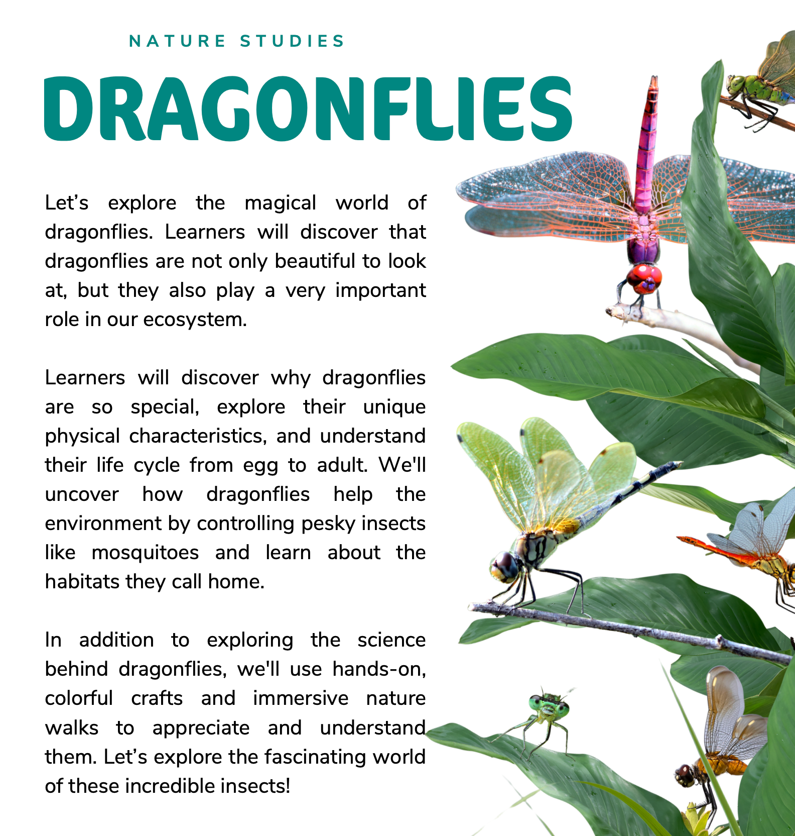 DRAGONFLIES