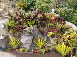 Jardin con Bromelias.jpg