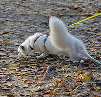 dog-gd07373203_1920.jpg