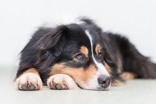 dog-gbd0b8ee21_1920.jpg