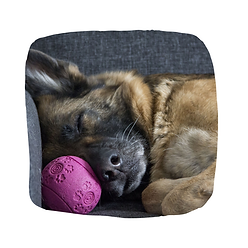 Your dog can play and be calm during the day using our games based training.