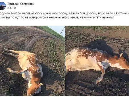 Зґвалтували та лишили в полі: знущання над коровою на Хмельниччині