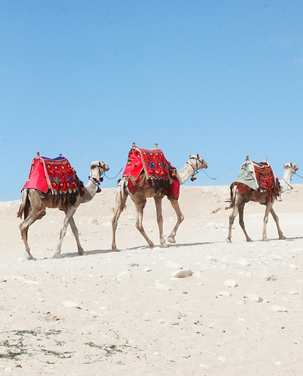 Camels | Travel
