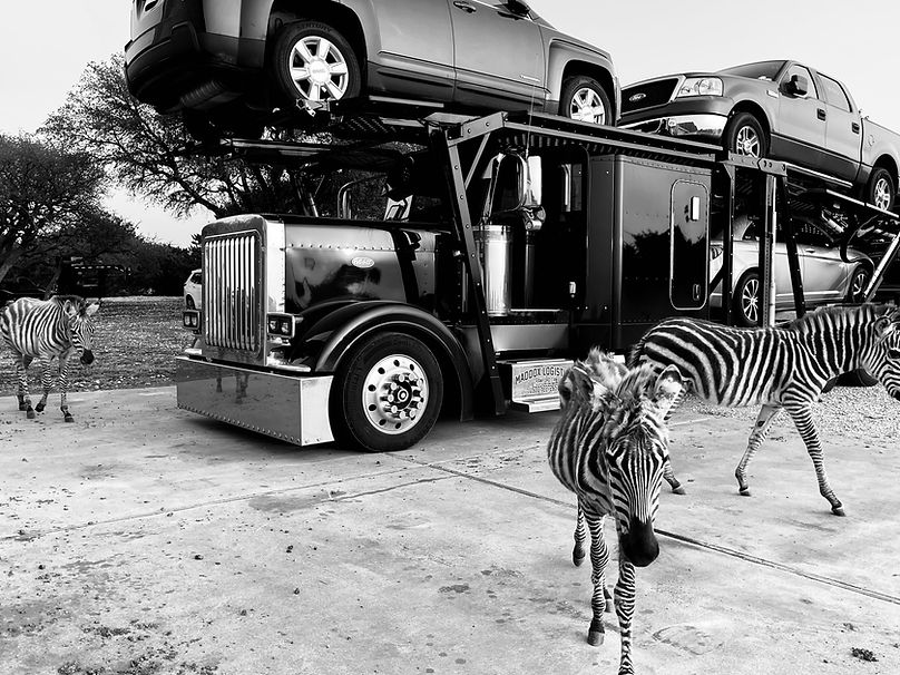 truck and zebras bw.jpeg