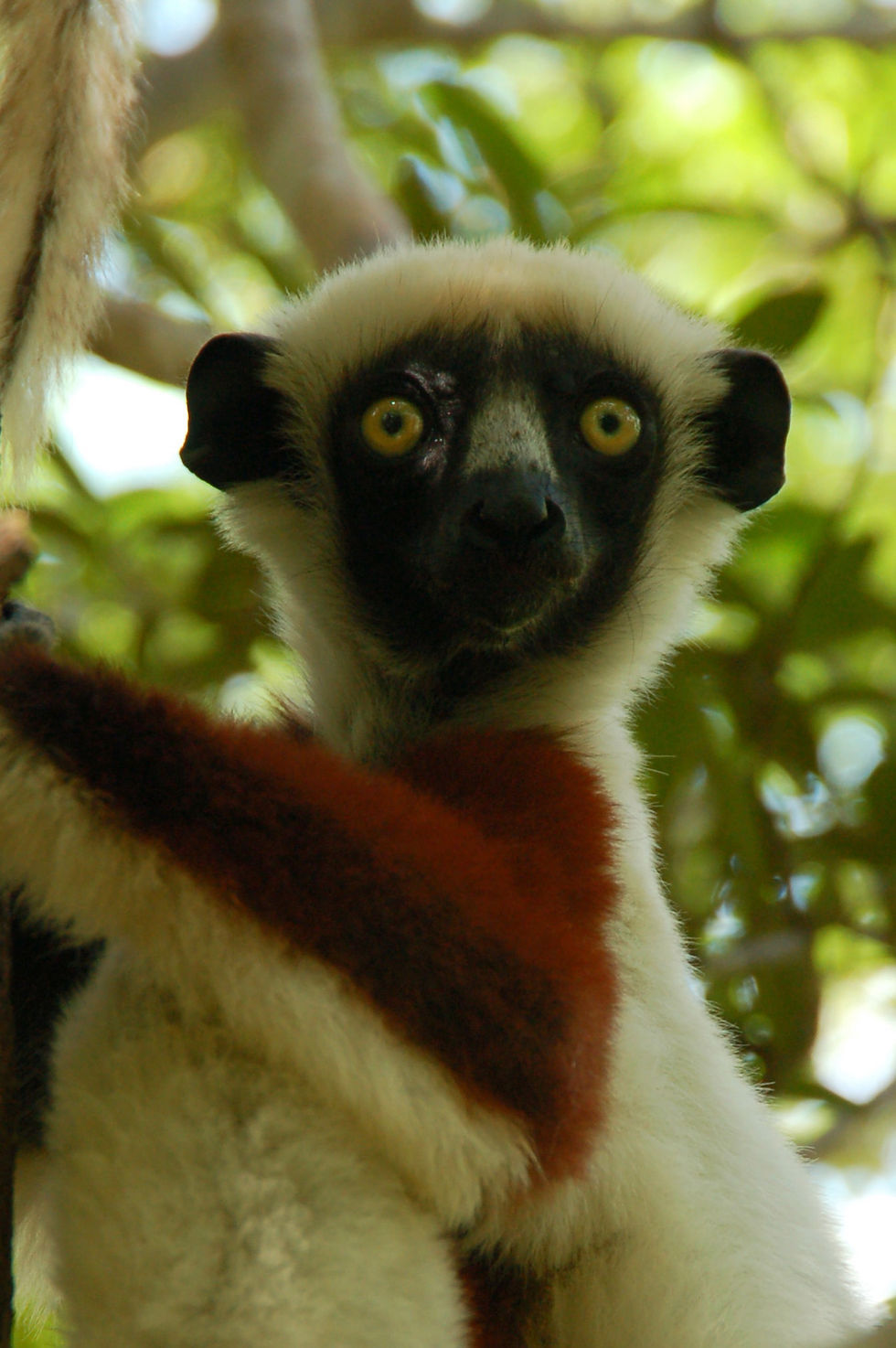 Madagascar 2008-125-Edit