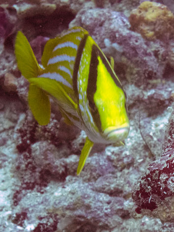 Pork_fish_3.jpg