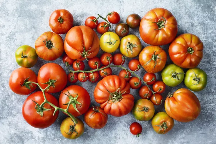 tomato-varieties.webp