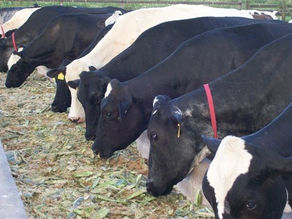 Sindicato Rural alerta para vacinação contra aftosa